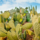 Illustration for article titled This Humble Cactus Could Help Fuel Our Drought-Stricken World